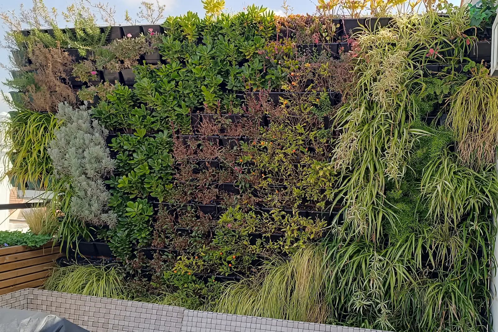 Jardín vertical natural con plantas variadas en la pared de una terraza